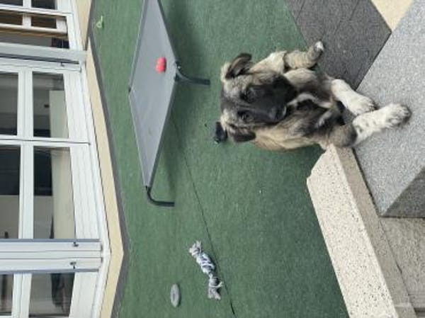 Kleine Zoe ab 04.06. auf PS in Offenburg