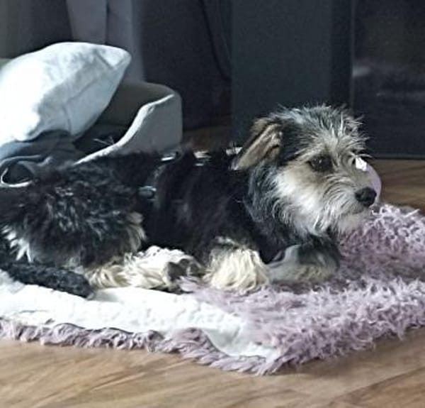Sweety  in 59872 Meschede