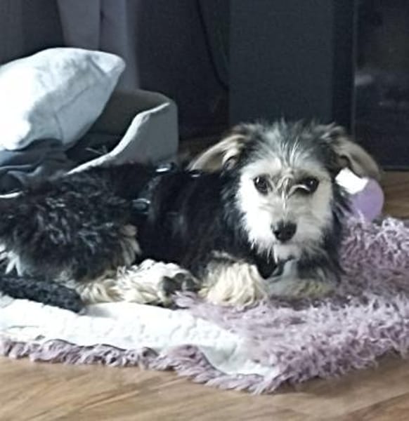Sweety  in 59872 Meschede