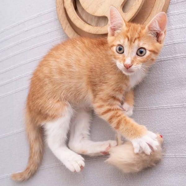 ✨️ SUNRISE ✨️ 🐱