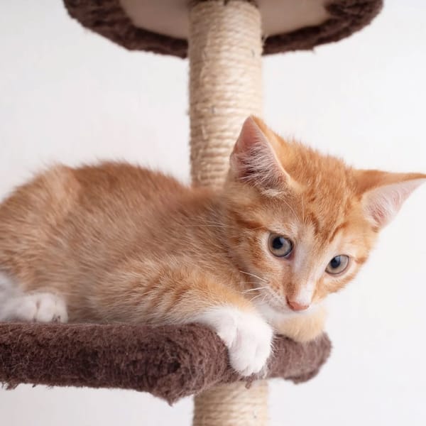 ✨️ SUNRISE ✨️ 🐱