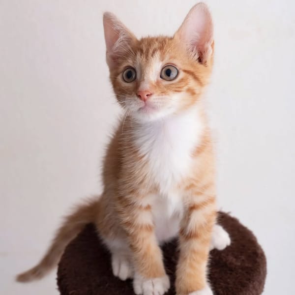 ✨️ SUNRISE ✨️ 🐱
