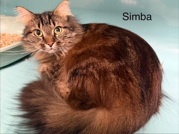 SIMBA