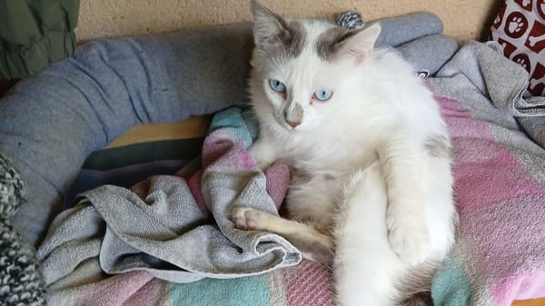 Choupette