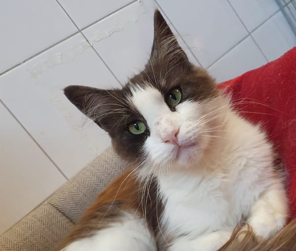 TASSIA CHA