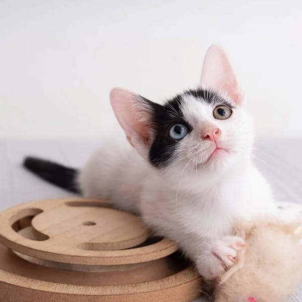✨️ DEEP ✨️ 🐱