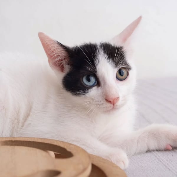 ✨️ DEEP ✨️ 🐱