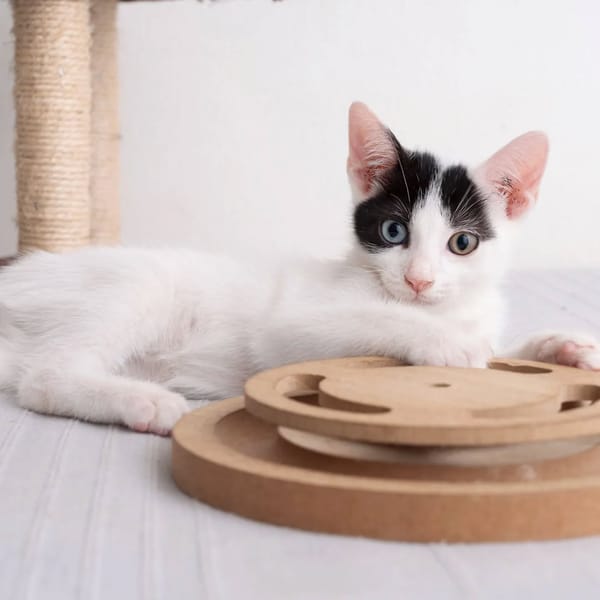 ✨️ DEEP ✨️ 🐱