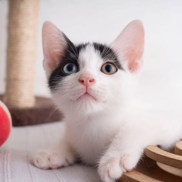 ✨️ DEEP ✨️ 🐱