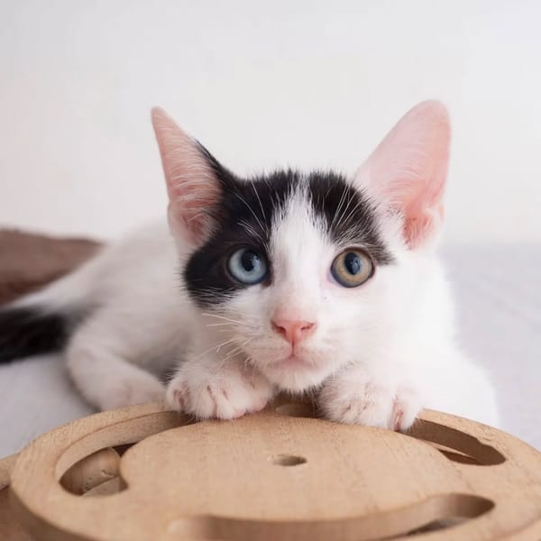 ✨️ DEEP ✨️ 🐱