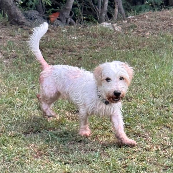 ✨️ IMSIDA ✨️ 🐶