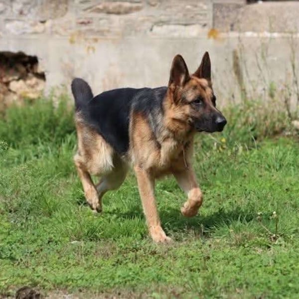 Sancho
