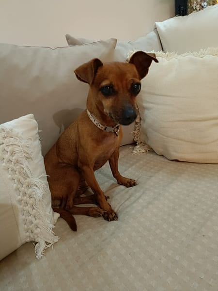 Roxy mamie clown