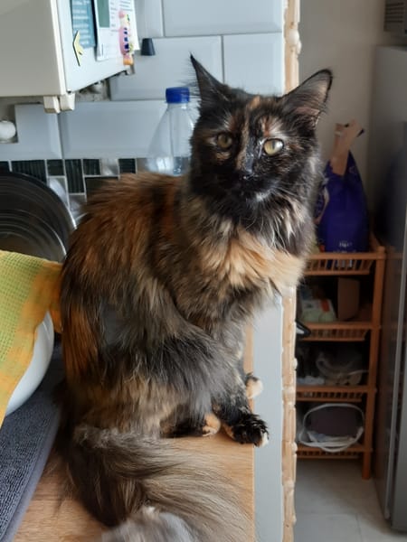 Nala
