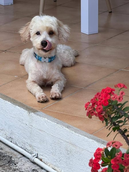 ✨️ QORMI ✨️ 🐶