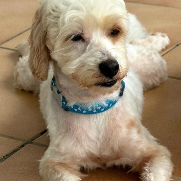 ✨️ QORMI ✨️ 🐶