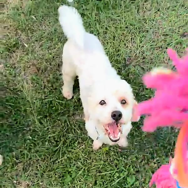 ✨️ QORMI ✨️ 🐶