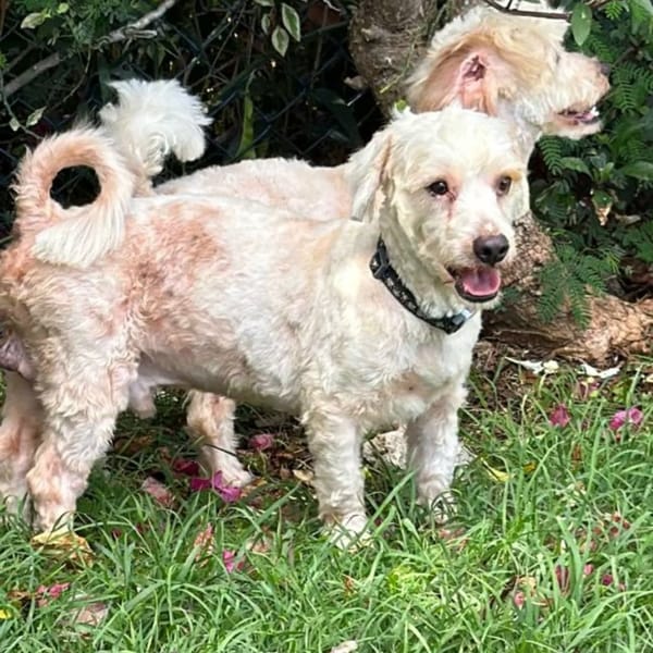 ✨️ SAFI ✨️ 🐶