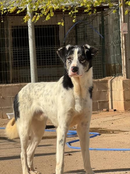 ORIOL (Puertollano)