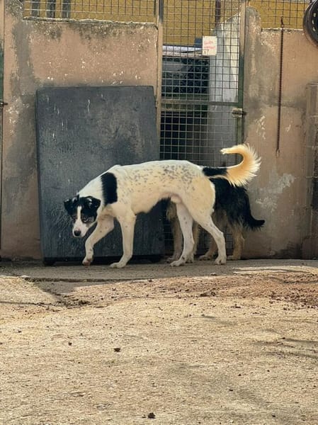 ORIOL (Puertollano)