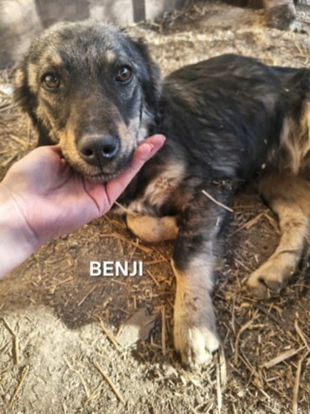 Benji