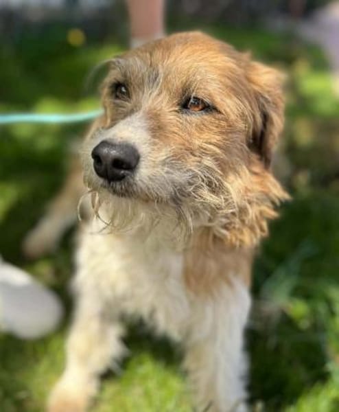 Thor- sucht in Bayern sein Zuhause!