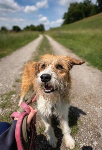 Thor- sucht in Bayern sein Zuhause!
