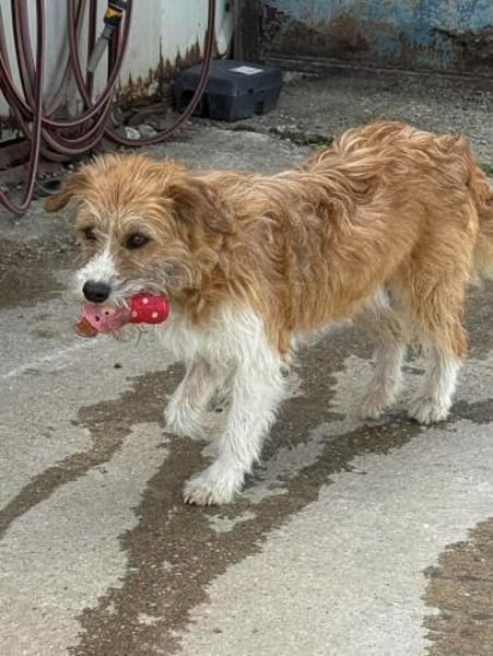 Thor- sucht in Bayern sein Zuhause!