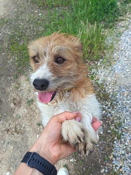 Thor- sucht in Bayern sein Zuhause!