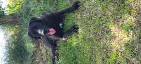 🐾Atesfreundlicher Herdenschutzhund-Mix