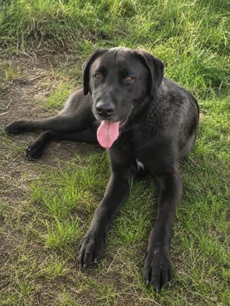 🐾Atesfreundlicher Herdenschutzhund-Mix