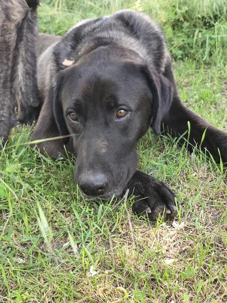 🐾Atesfreundlicher Herdenschutzhund-Mix