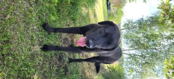 🐾Atesfreundlicher Herdenschutzhund-Mix