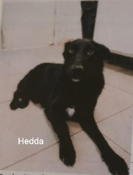 Schwarz (15kg)mit blütenweißem Charakter