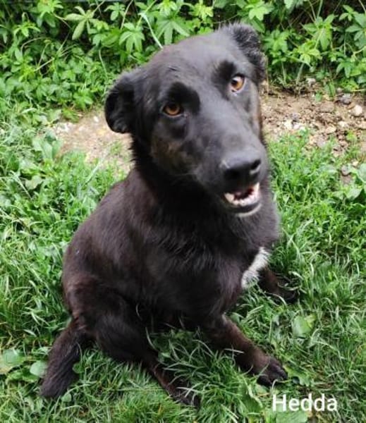 Schwarz (15kg)mit blütenweißem Charakter