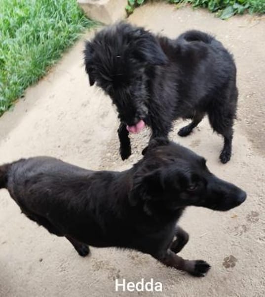 Schwarz (15kg)mit blütenweißem Charakter