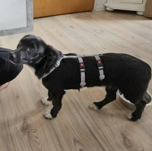 Darcy, 6 Monate, lebhaft, verspielt