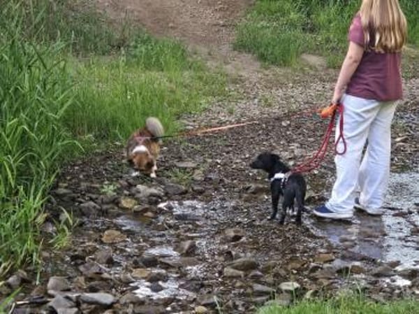 Darcy, 6 Monate, lebhaft, verspielt