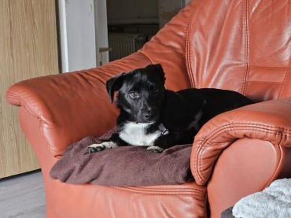 Darcy, 6 Monate, lebhaft, verspielt