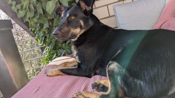 🚨DRINGEND: Pflegestelle für Shila gesuc