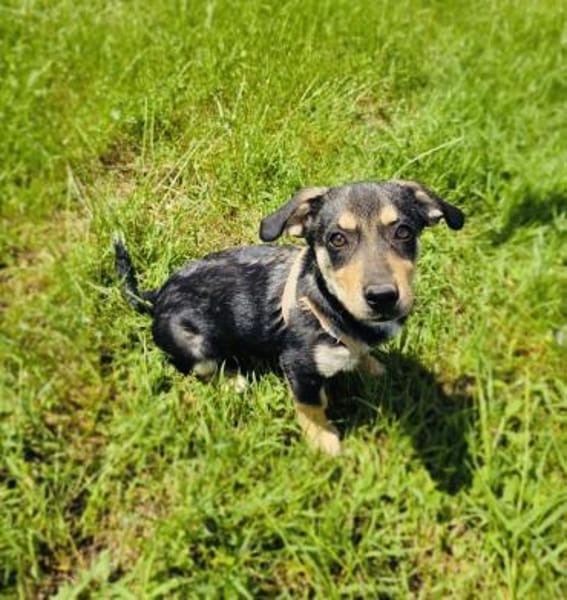 Rory ein toller Dackelmix
