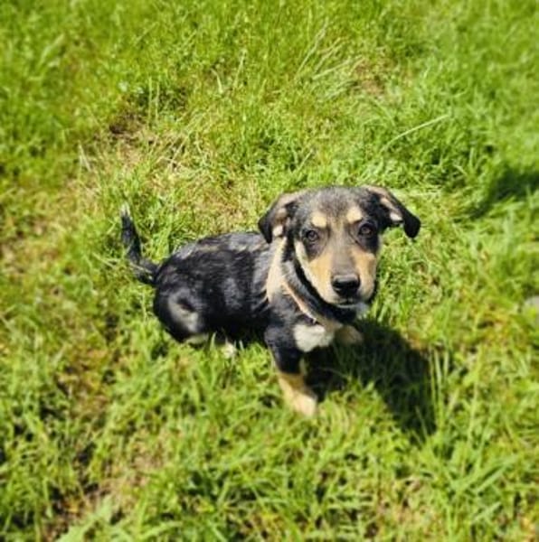 Rory ein toller Dackelmix