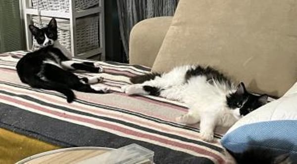 Mika & Soul ~1J suchen Zuhause zusammen
