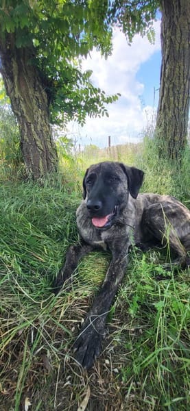 🐾 Ares  freundlicher Riese