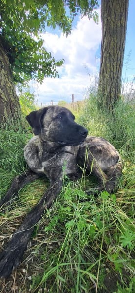 🐾 Ares  freundlicher Riese