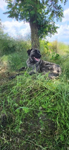 🐾 Ares  freundlicher Riese