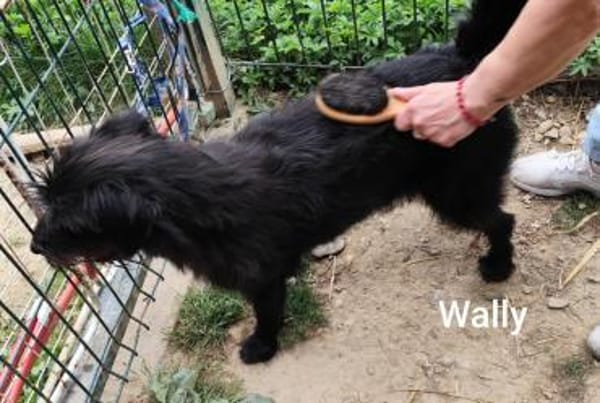 Wally, kl. zauberhaftes Strubbel-Mädel