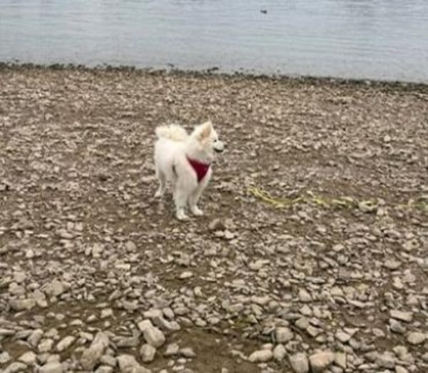 Samojedenrüde Luka