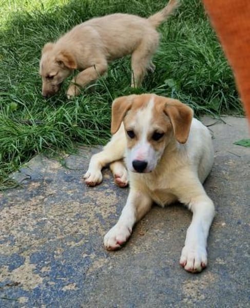 Riesenbaby Remus sucht Familie