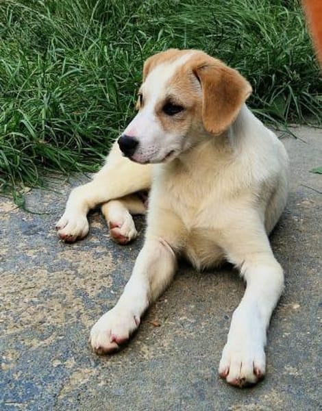 Riesenbaby Remus sucht Familie